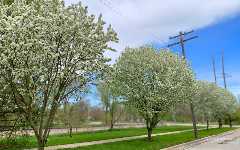 A row of white flowering crabapple in bloom on the parkway under power lines